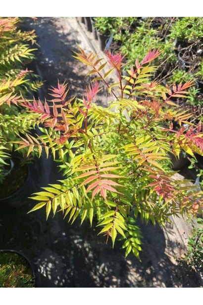 Горобинник горобинолистий Сем® - 3л/вис.50-70см/Ø35-45см